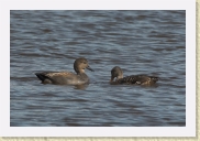 DSC_5090 Gadwalls * 1105 x 735 * (251KB)
